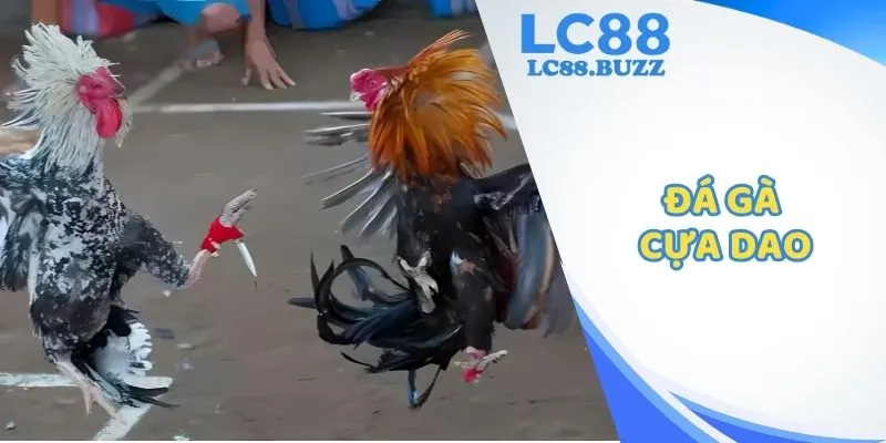 Đá Gà Cựa Dao LC88 – Trải Nghiệm Đấu Trường Kịch Tính, Hấp Dẫn