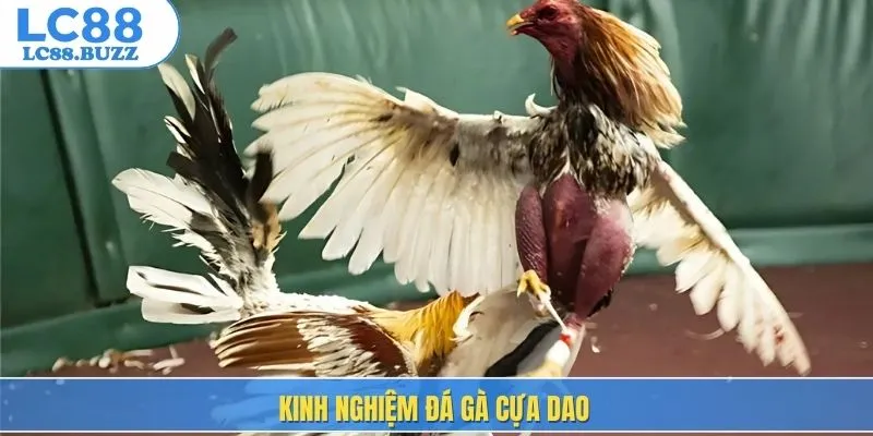 Kinh nghiệm đá gà cựa dao