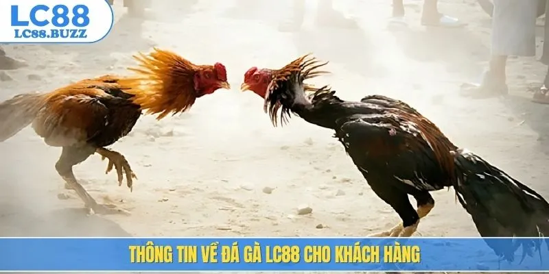 Thông tin về đá gà LC88 cho khách hàng